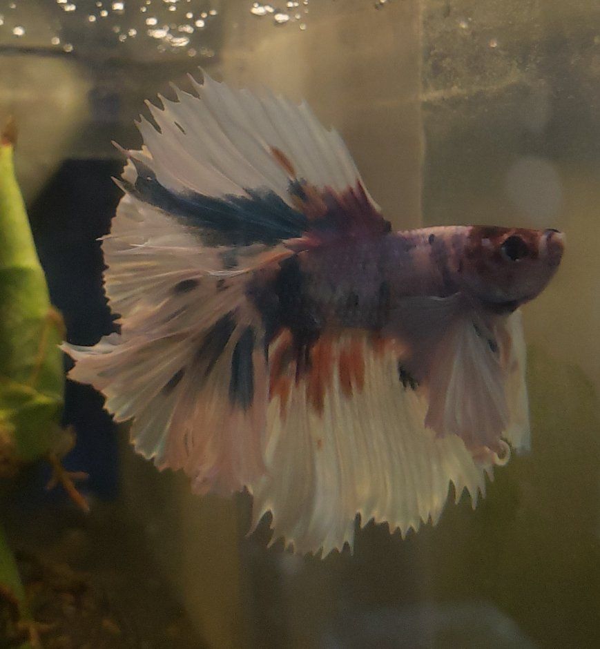 Beautiful Multi-Color Betta Fish - Vibrant, Healthy, and Ready for a New Home!