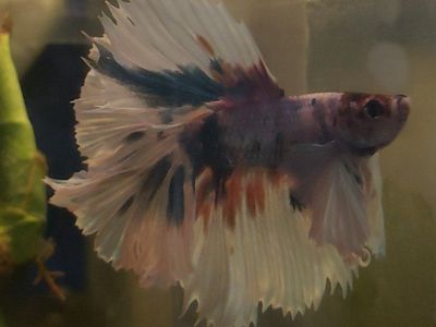 Beautiful Multi-Color Betta Fish - Vibrant, Healthy, and Ready for a New Home!