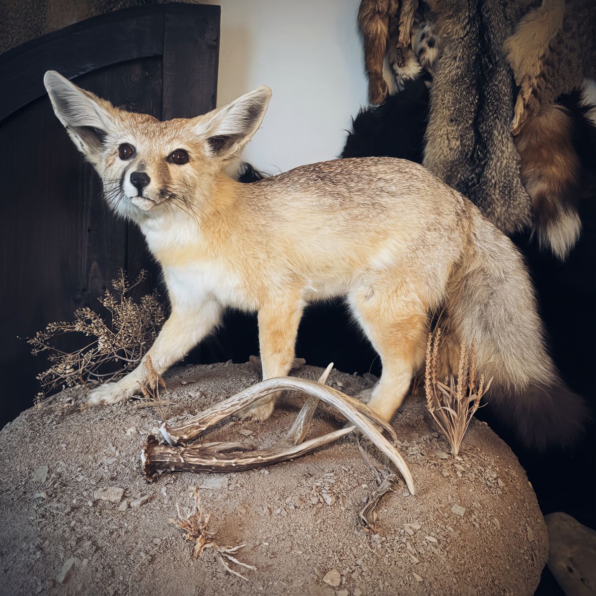 Kit Fox Mount With Antlers