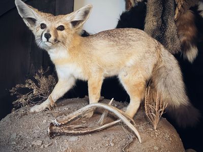 Kit Fox Mount With Antlers