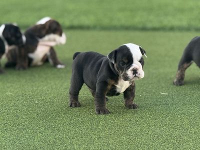 Amazing English Bulldogs Puppies