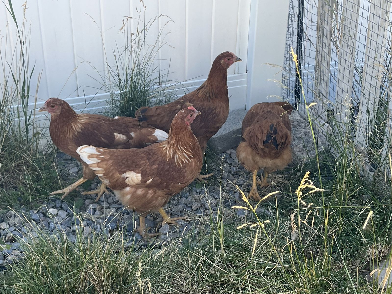 4 Rhode Island Red Hens - soon to be Laying Pullets - Healthy Backyard Chickens