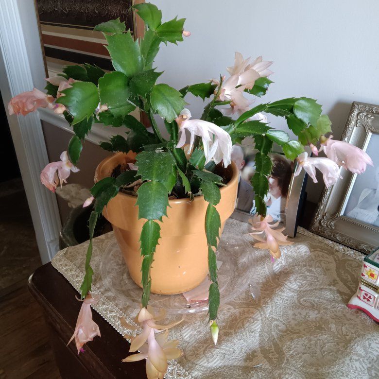 Christmas cactus