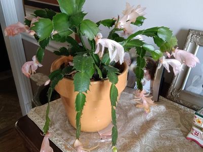Christmas cactus