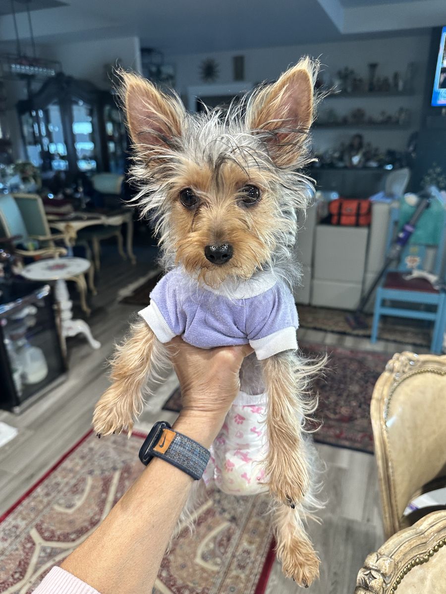 YORKIE TERRIER PUPPY