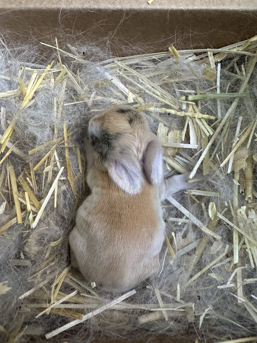 Purebred holland lops