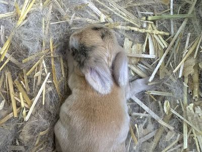 Purebred holland lops