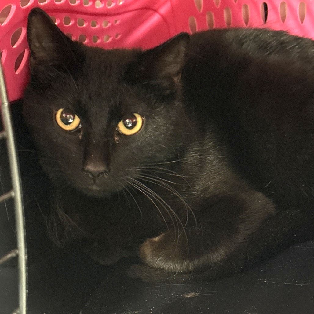 Hello my name is Chicago