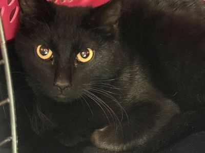 Hello my name is Chicago