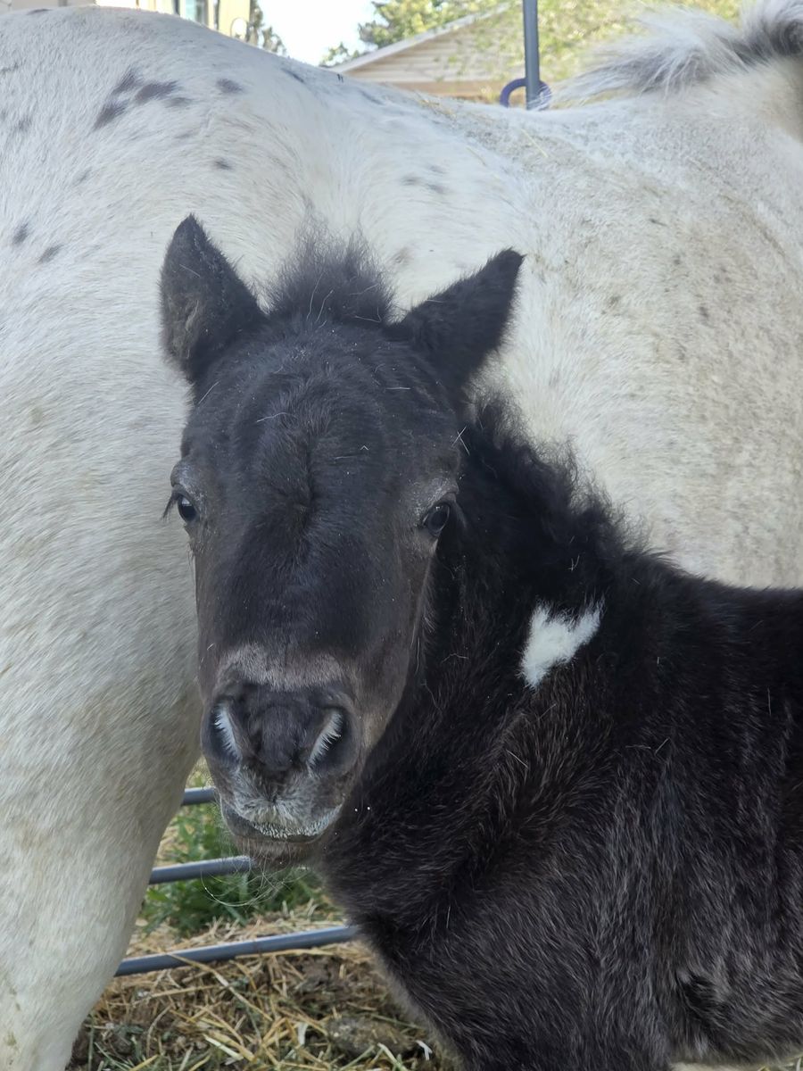 Ponies