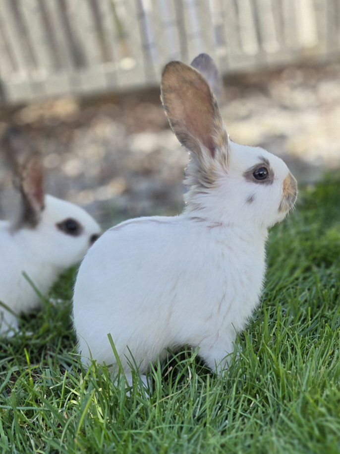 Baby Rhinelander Bunny Rabbits