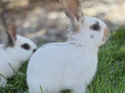 Baby Rhinelander Bunny Rabbits