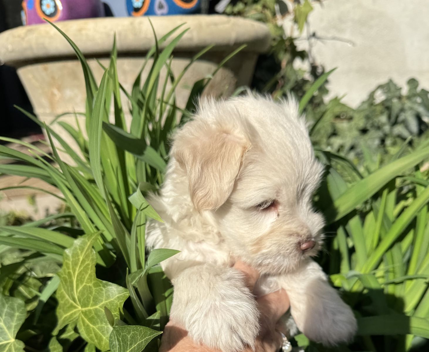 Miniature schnauzer puppies
