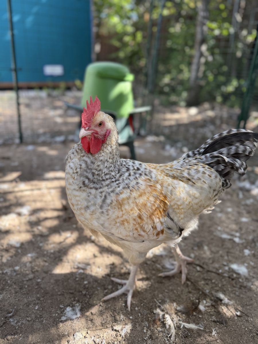 Marraduna Basque Rooster - 4 Months Old, Even Tempered & Friendly