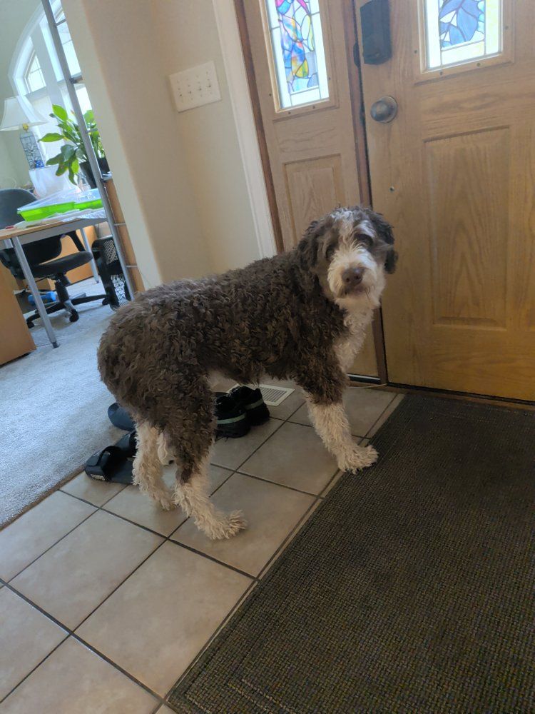 lost dog