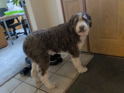 lost dog