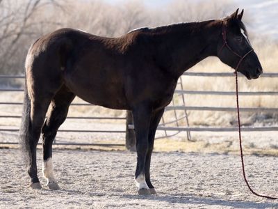 2019 AQHA Gelding
