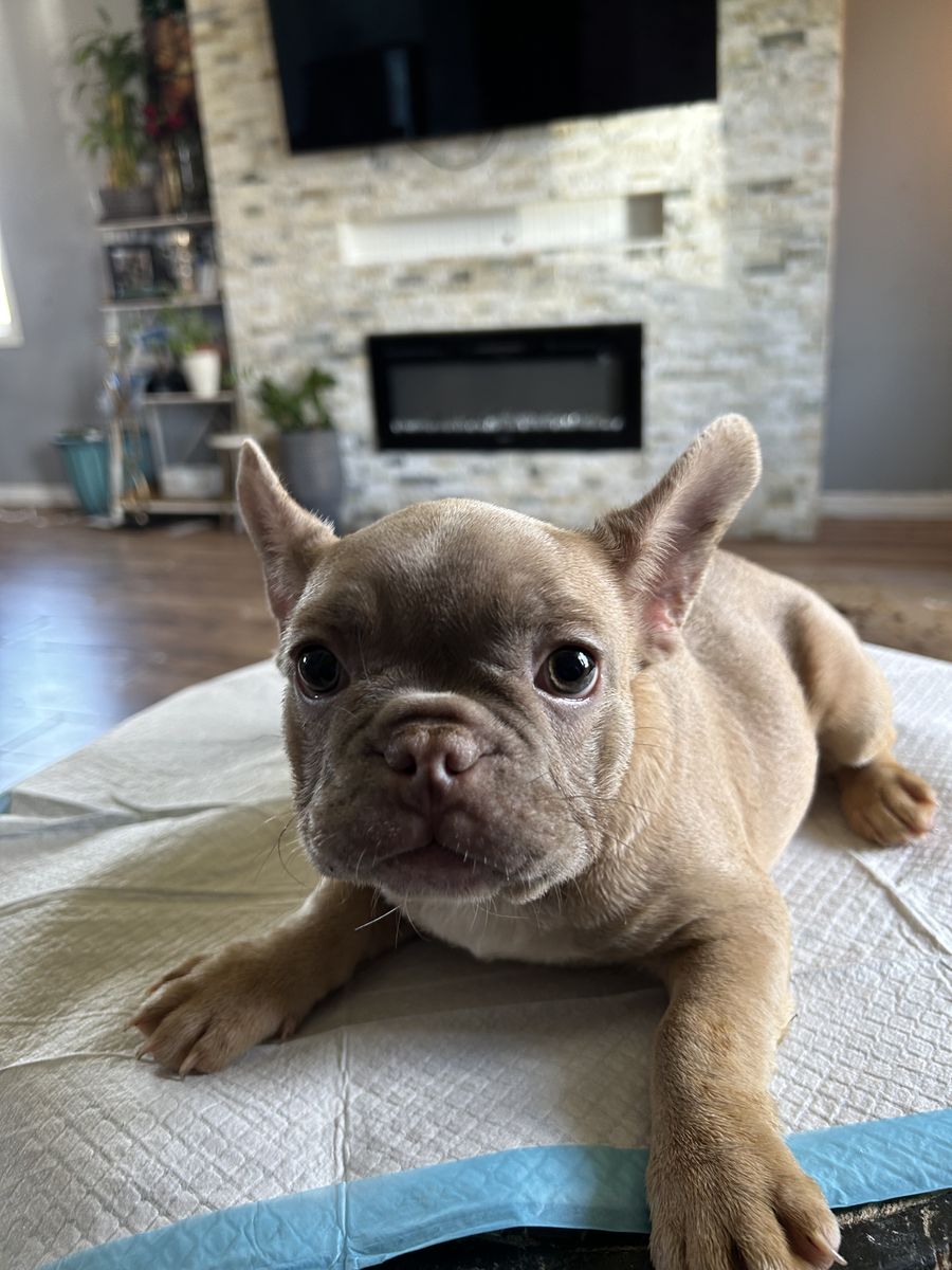 Isabella French Bull Dog Puppies