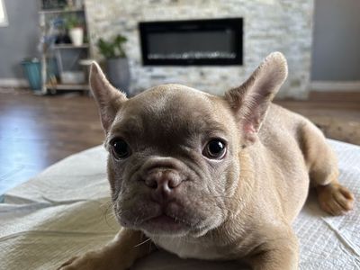 Isabella French Bull Dog Puppies