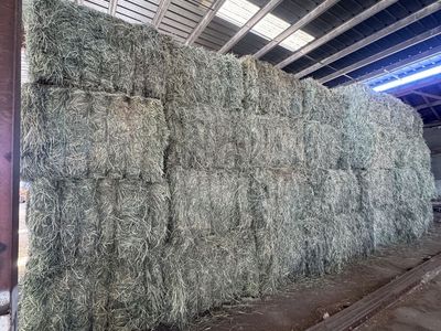 3x4 premium Timothy grass hay bales