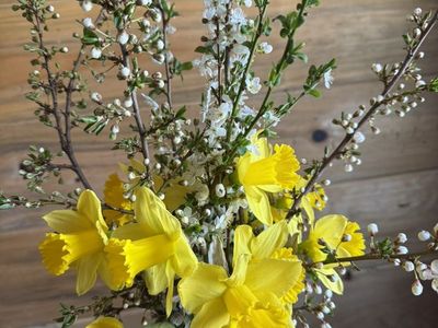 Fresh Cut Daffodils And Tulips