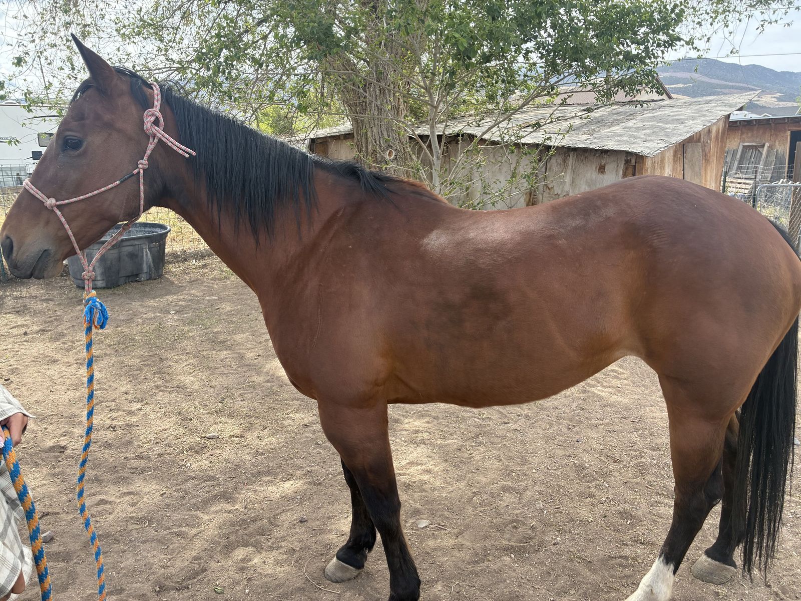 Grade Mare