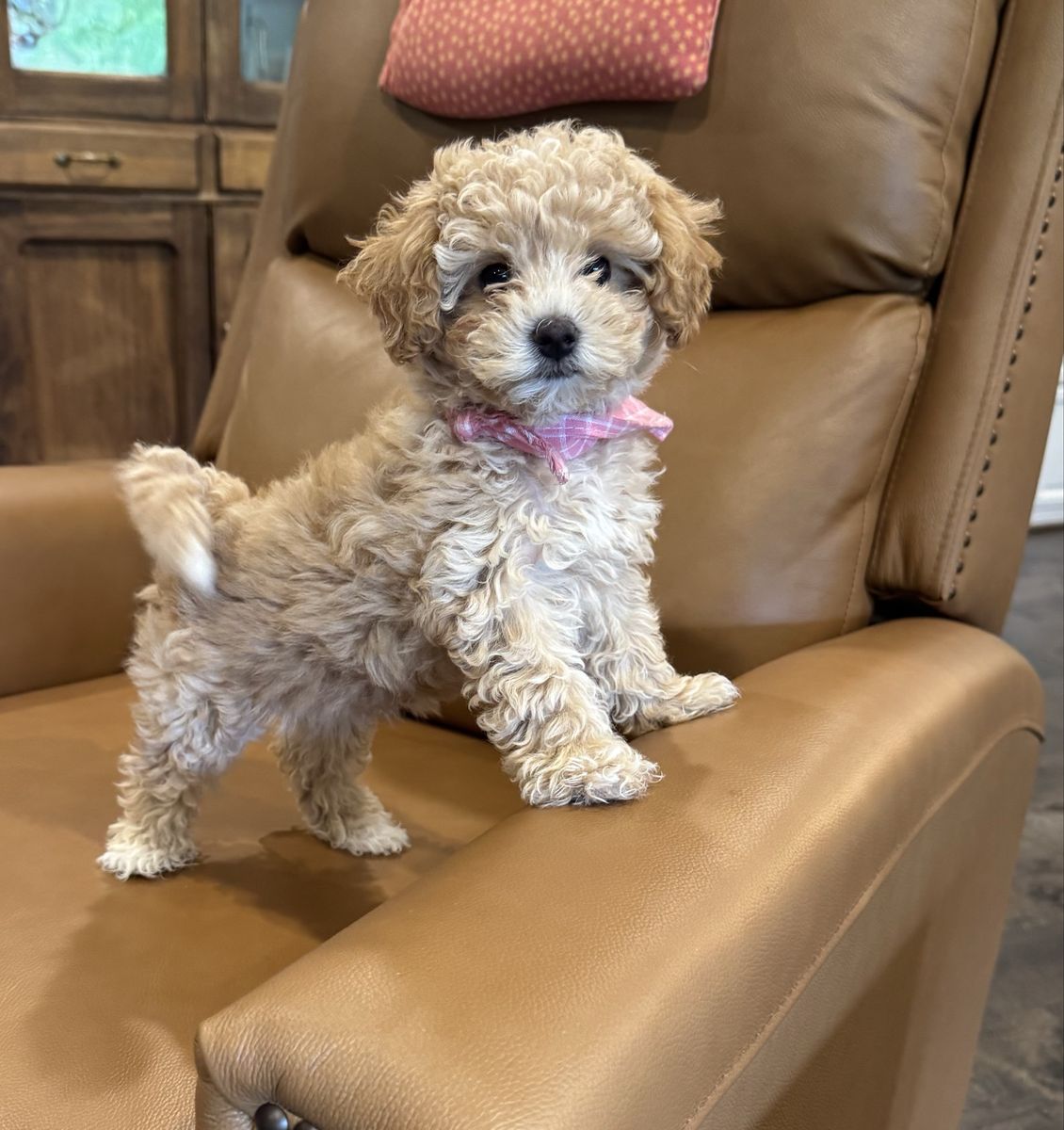 Adorable Poochon, Bichon Frise -Toy Poodle Mix, doodle