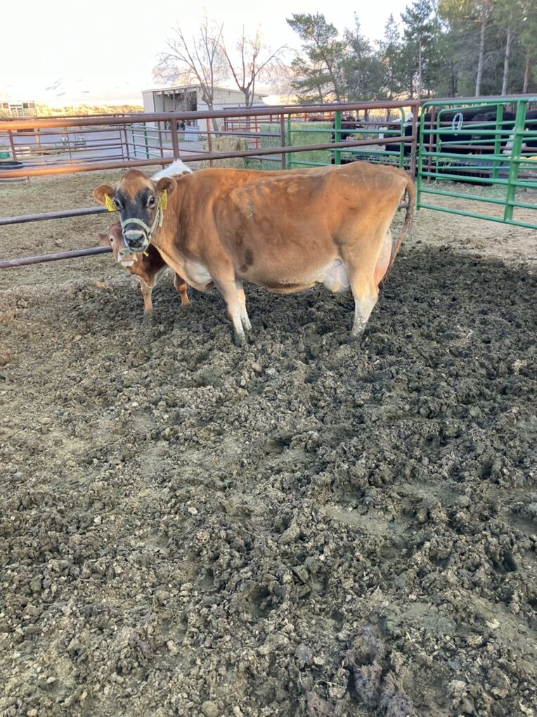 Jersey Cow