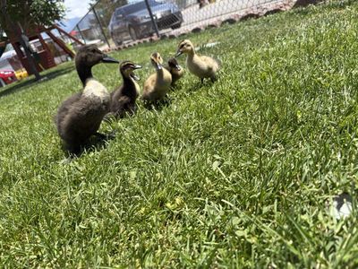 Baby Ducks