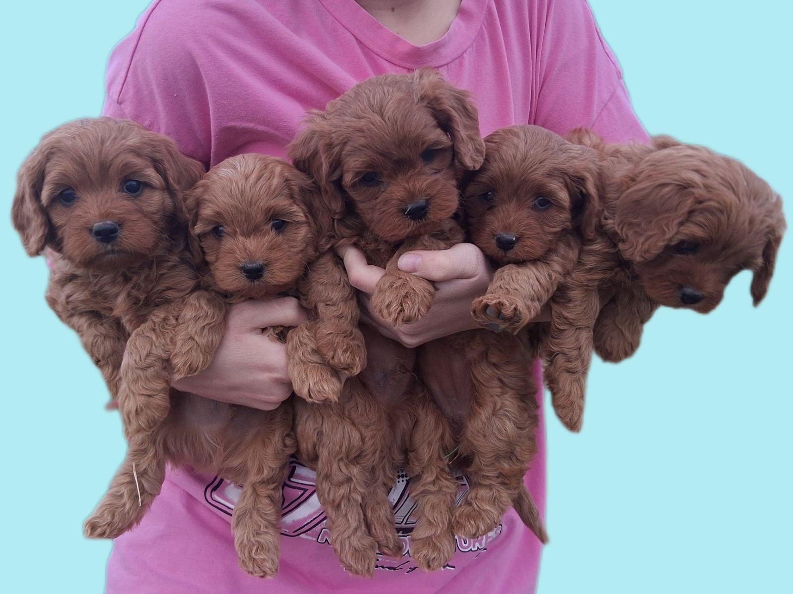 Red Toy Cavapoo Puppies est.9-12 lbs
