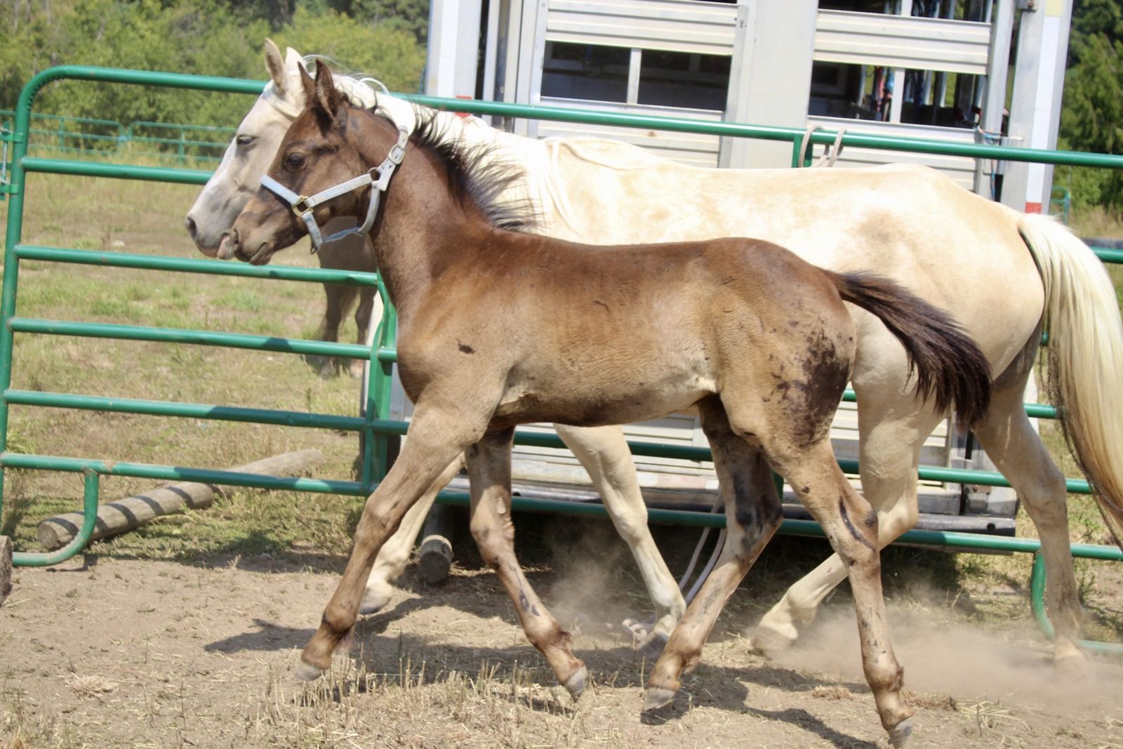 CuaFriesian Colt almost ready to go!