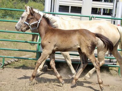 CuaFriesian Colt almost ready to go!