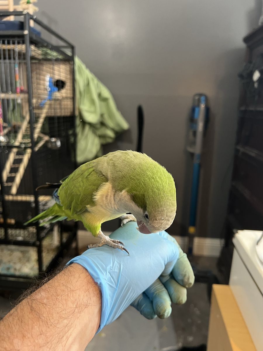 DNA Proven male and female Quaker. (Monk) parrots