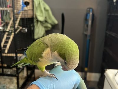 DNA Proven male and female Quaker. (Monk) parrots
