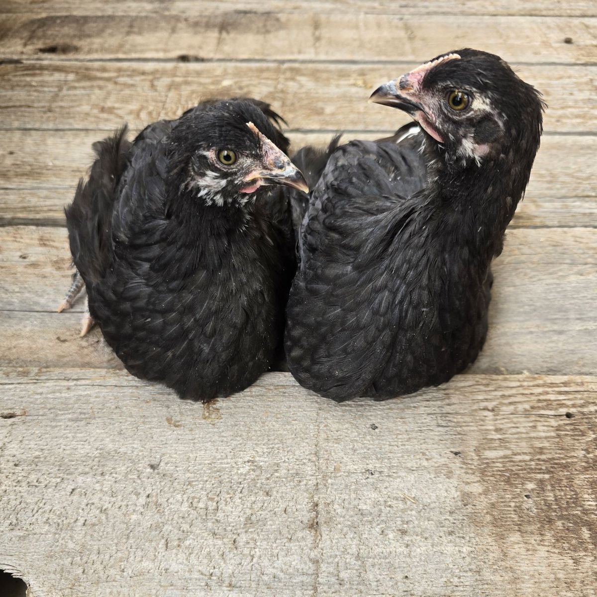 Black Copper Maran Pullets