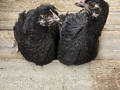 Black Copper Maran Pullets