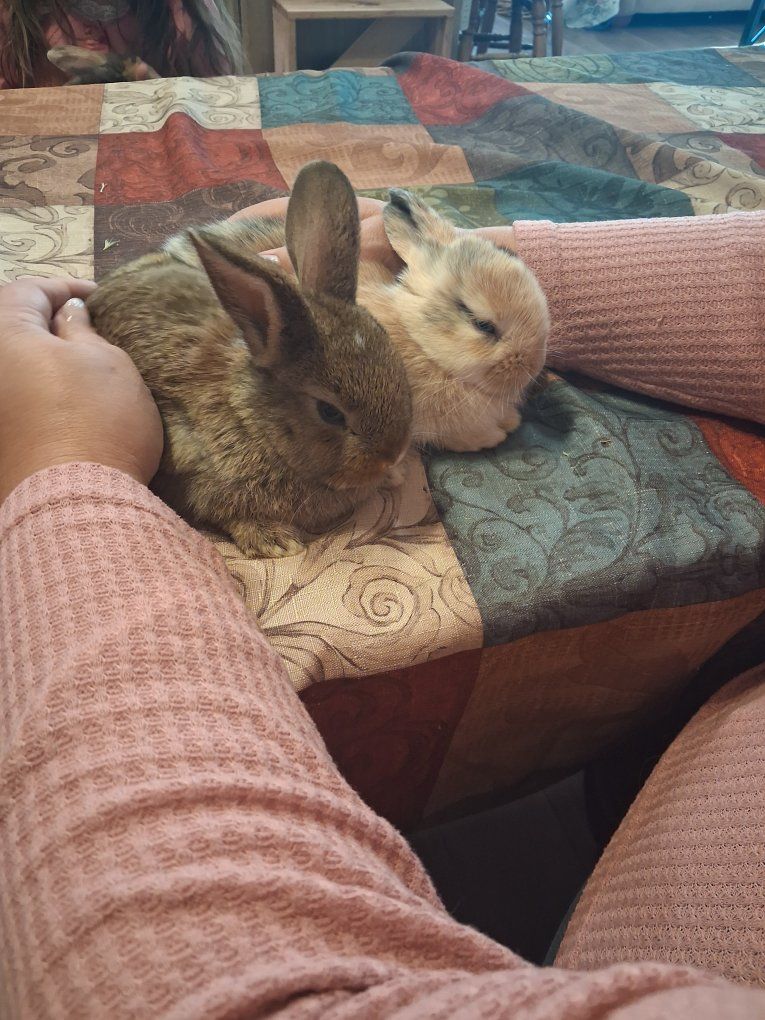 6 week old baby bunnies