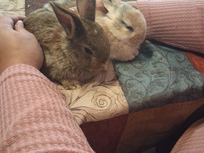 6 week old baby bunnies