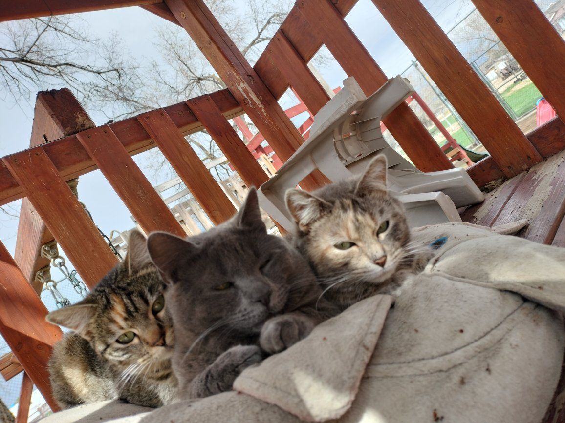 Barn cats