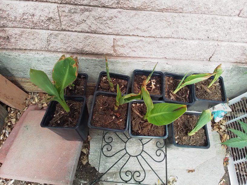 Canna lillies-dual colored