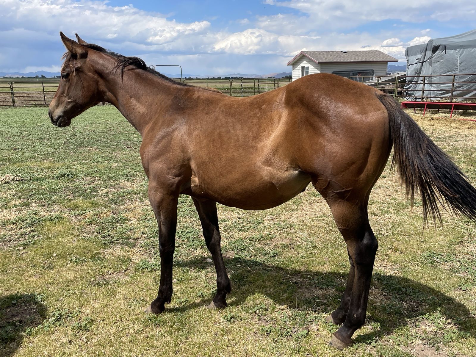 2025 AQHA Bay Yearling Filly
