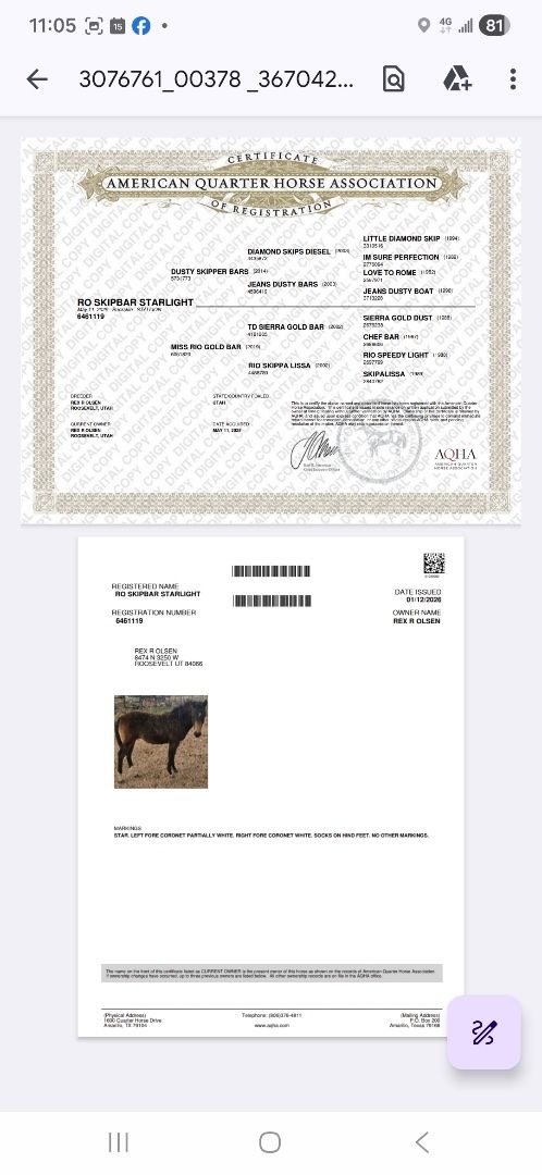 AQHA stud colt yearling