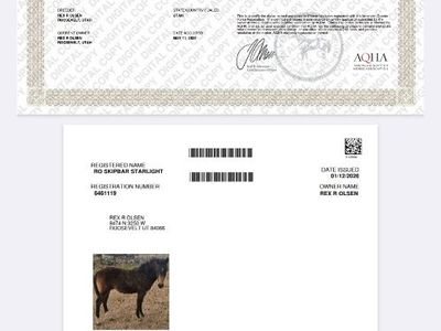 AQHA stud colt yearling