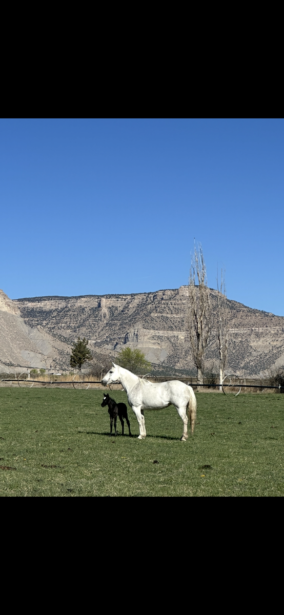 Grey AQHA broodmare