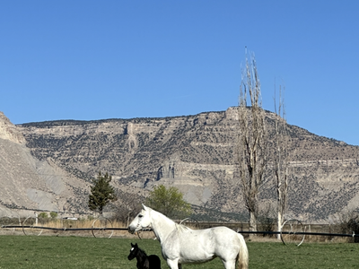 Grey AQHA broodmare