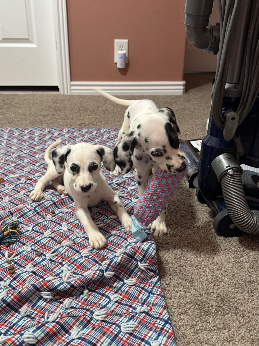 Dalmatian Puppies