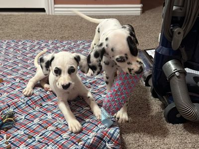 Dalmatian Puppies