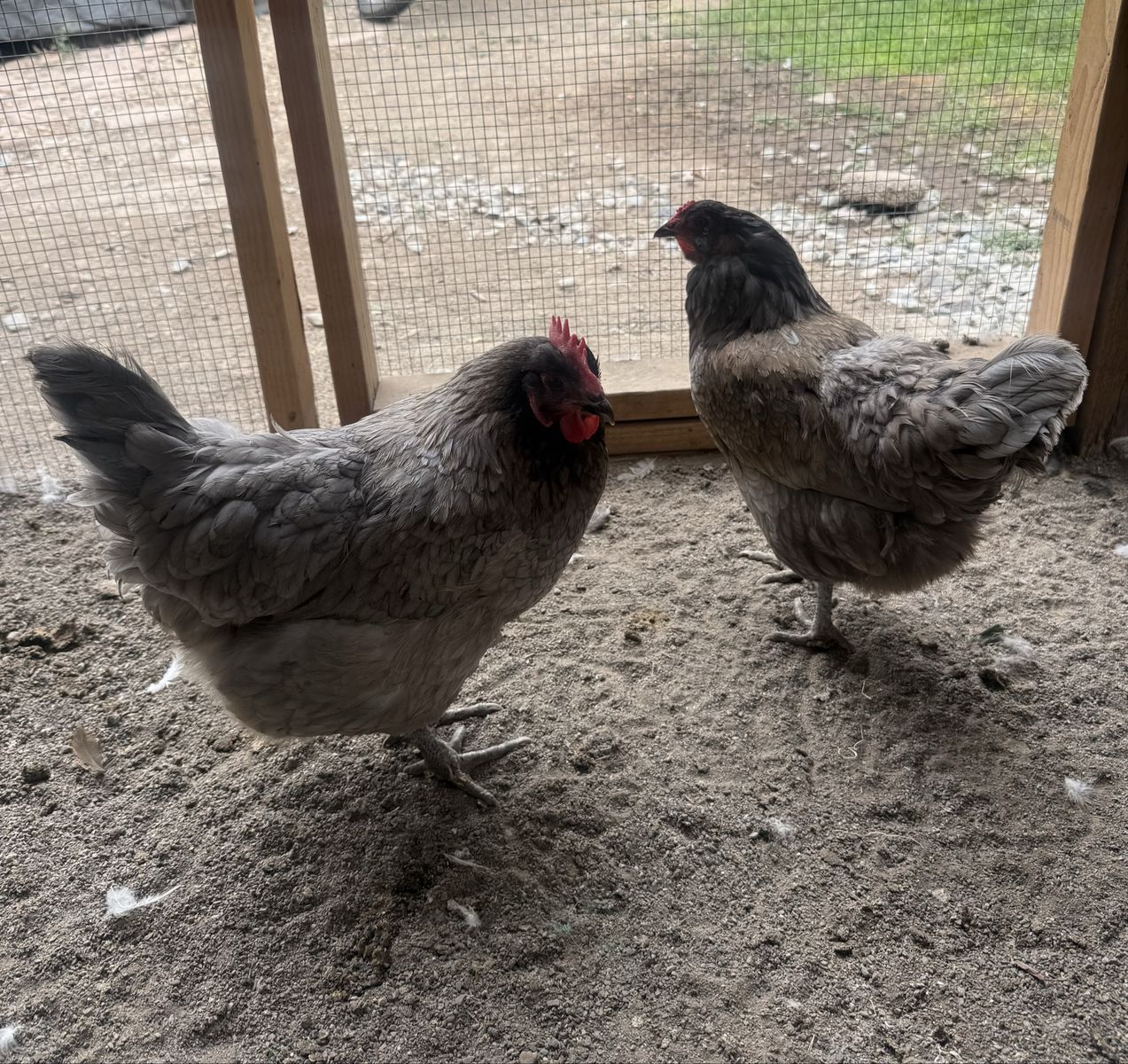 2 laying Hens for sale 