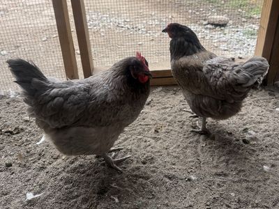 2 laying Hens for sale