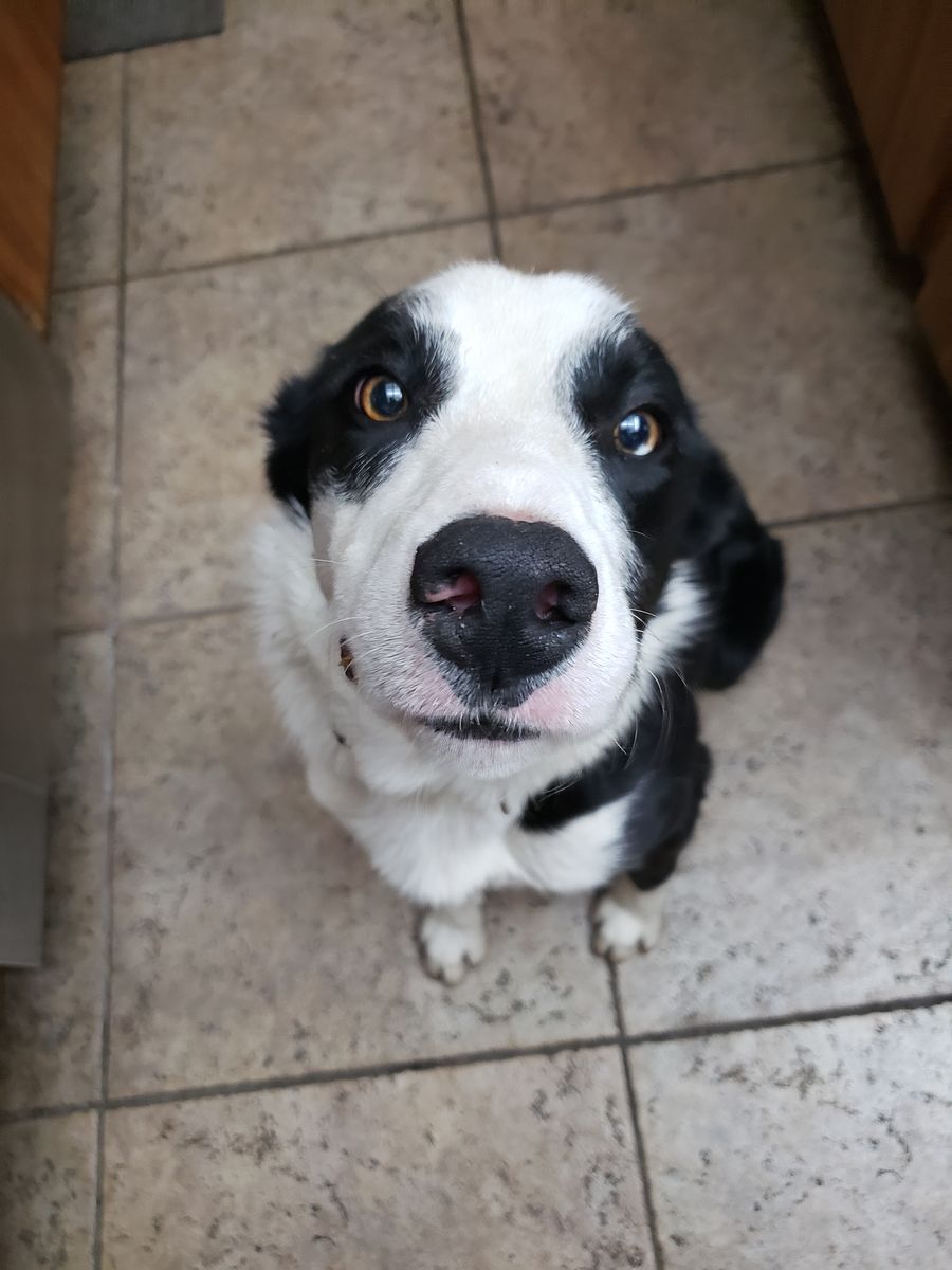 Boarder Collie - Best offer if you have a large yard!